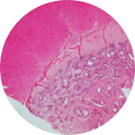 Prostate Gland